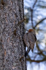 woodpecker in the forest