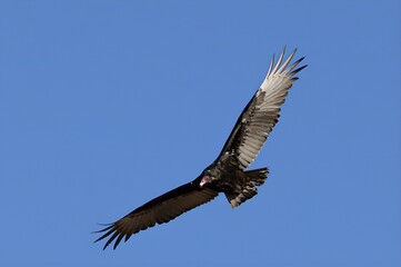 vulture in flight