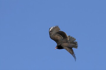 vulture in flight