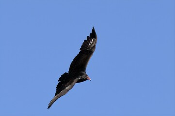vulture in the sky