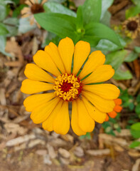 La margarita es una planta herbácea de la familia de las asteráceas muy utilizada a efectos decorativos mezclada con el césped, por sus colores y su resistencia a la siega