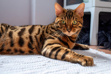 Beautiful bengal cat resting on the living room floor.