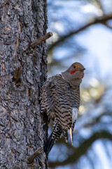 bird on a tree