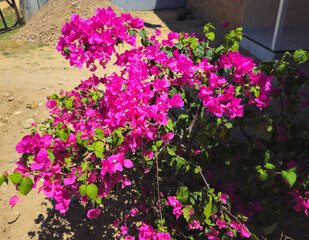 El género Bougainvillea, conocido popularmente como veranera, papelillo, trinitaria, buganvilla, buganvilia​bugambilia, ​ Santa Rita es un género de la familia Nyctaginaceae, con 18 especies aceptadas