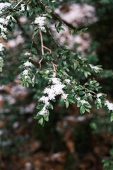 Snow-Dusted Green Leaves in a Winter Forest