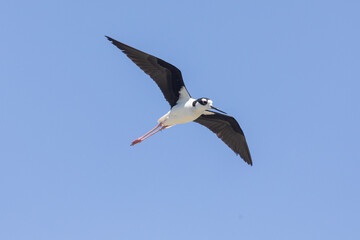 A Black Necked Stilt flies overhead in a clear blue sky in the Bear River Migratory Bird Refuge in Brigham City Utah, USA on a summer day.