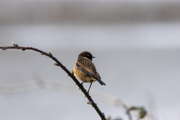 European Stonechat (Saxicola rubicola), commonly found in open habitats across Europe, Bull Island, Dublin