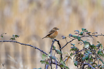 European Stonechat (Saxicola rubicola), commonly found in open habitats across Europe, Bull Island, Dublin