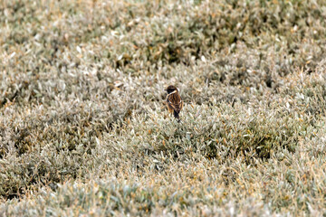 European Stonechat (Saxicola rubicola), commonly found in open habitats across Europe, Bull Island, Dublin