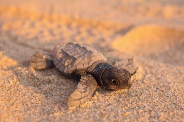 new born turtle
