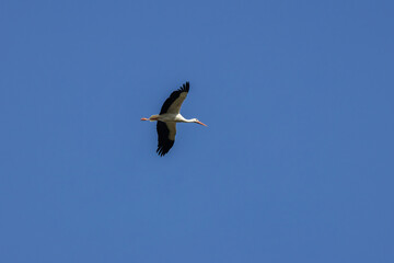 White Stork (Ciconia ciconia), commonly found in Europe, Africa, and Asia, spotted in Casa de Campo.