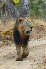 lion in the grass asiatic lion closeup photo from Gir jungle in India