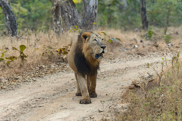 lion in the grass lion in the grass asiatic lion closeup photo from Gir jungle in India