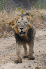 lion in the grass asiatic lion closeup photo from Gir jungle in India