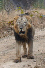 portrait of a lion lion in the grass asiatic lion closeup photo from Gir jungle in India