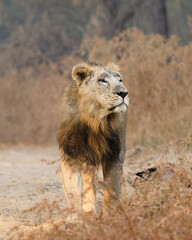 lion in the wild lion in the grass asiatic lion closeup photo from Gir jungle in India