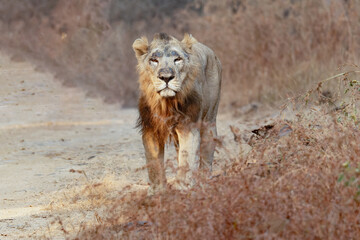 lion in the grass asiatic lion closeup photo from Gir jungle in India