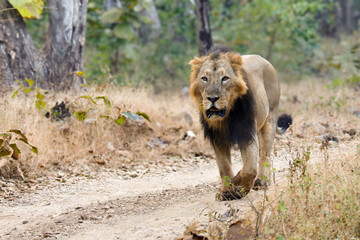 lion in the grass asiatic lion closeup photo from Gir jungle in India