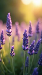 Naklejka premium Softly shining lavender flowers dance in the sunlight, , fields