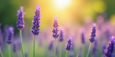 Obraz premium Softly swaying lavender stems in a summer breeze, natural, stems