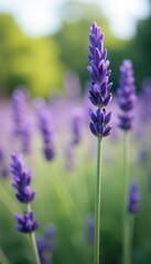 Obraz premium Softly swaying lavender stems in a summer breeze, summer, natural
