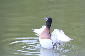 Baer's pochard or Siberian pochard or Siberian white-eye (Aythya baeri) male in Japan