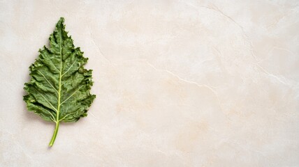 Fototapeta premium Single green kale leaf on light beige background