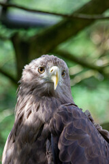 An eagle sits on a tree branch in the Prague Zoo