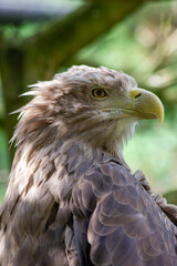 An eagle sits on a tree branch in the Prague Zoo