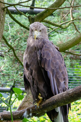 An eagle sits on a tree branch in the Prague Zoo