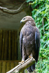 An eagle sits on a tree branch in the Prague Zoo