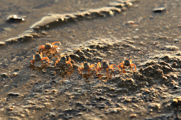 Groups of soldier crabs on a sandy beach Koh Lanta (Lanta Island) Krabi Province, Thailand 