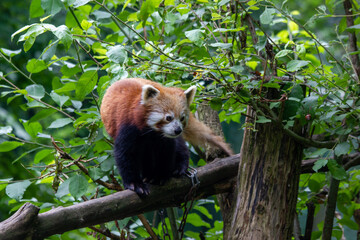 A red panda walks peacefully in a green forest