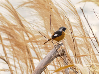 ジョウビタキ　オス