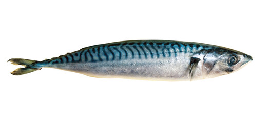 Mackerel fish close up