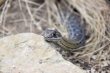 Snake