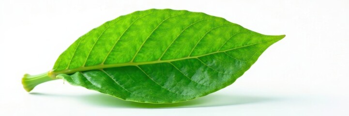 Obraz premium Single vibrant green cocoa leaf, crisp detail against white , plant photography, foliage, smooth