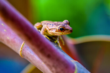 Red eyed tree frog.Tree frog on a branch on a green background