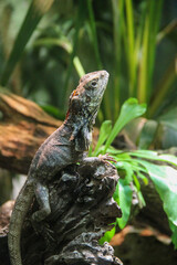 iguana / lizard on a tree