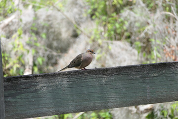 Mourning Dove sitting alone on tree limb