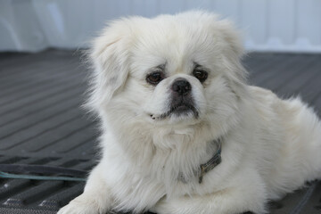 White pekingese dog sitting in back of pickup truck