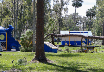 Fallen tree in city park after hurricane