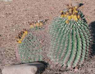 cactus in the ground