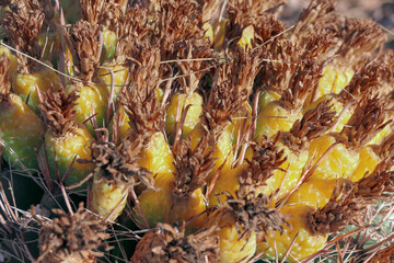 Close up of cactus blooms in the desert