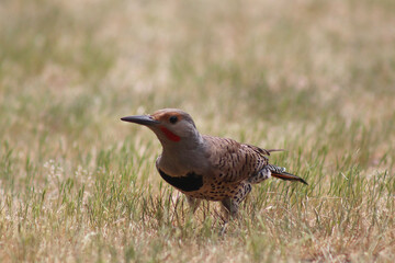 Northern Flicker