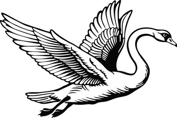 Mute Swan jumping. Isolated on a white background 