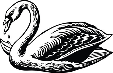 Mute Swan jumping. Isolated on a white background 