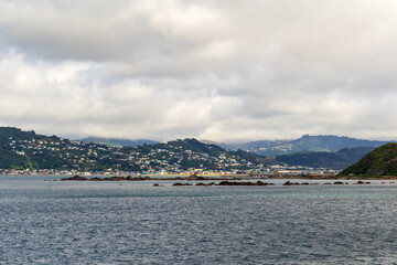 Fototapeta premium A serene view of Wellington's coastal hills, showcasing the charming blend of nature and urban landscapes under a cloudy sky