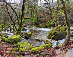 Obraz premium A serene forest stream flows through moss-covered rocks in Trilho da Preguiça, Peneda-Gerês National Park, Portugal. A tranquil nature scene perfect for travel, adventure, and relaxation themes.