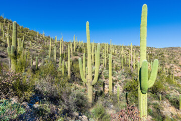cactus in the desert